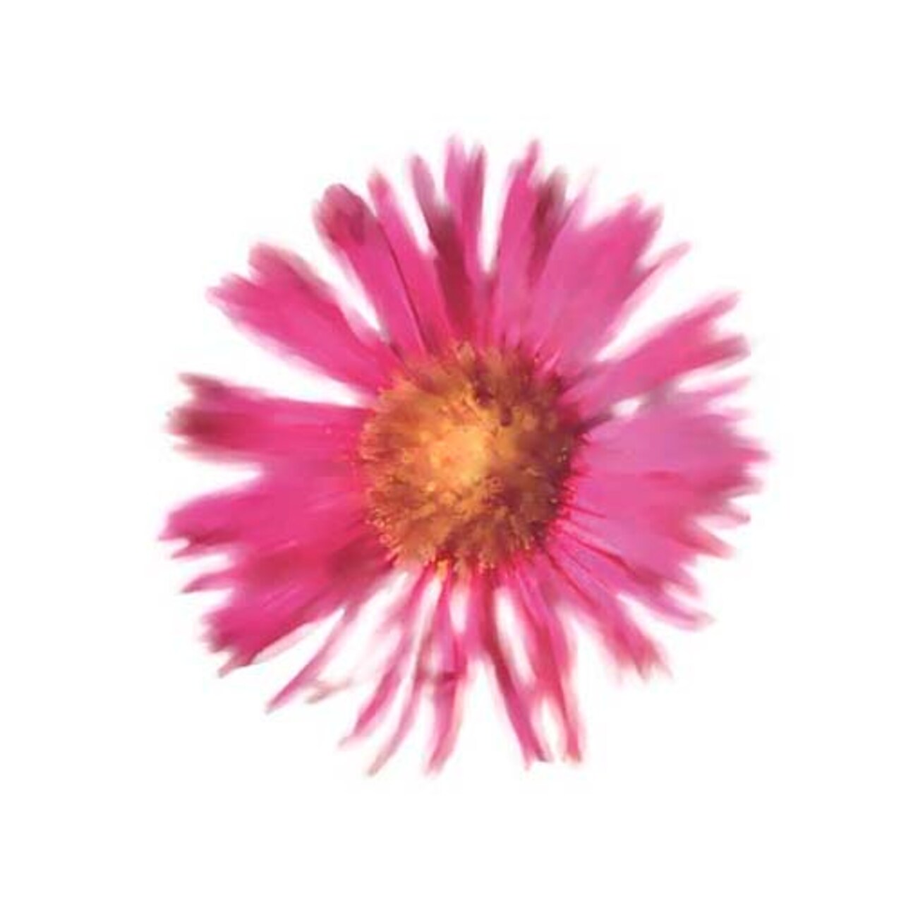 Petales Roses III by Tasmin Phoenix Wall Art Décor 11 3/4 x 11 3/4 Art Print